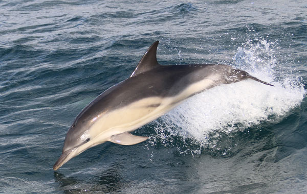 Marine Discovery