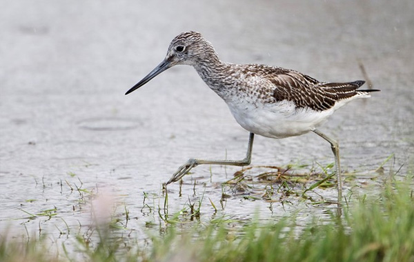 RSPB Sanctuary